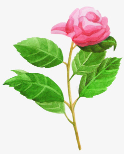 水彩粉色玫瑰花简图素材