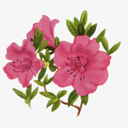 花瓣粉色款式素材