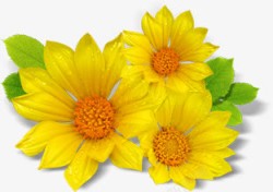 黄色鲜花向日葵展板素材