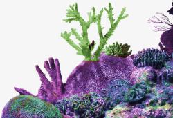 紫色简约珊瑚装饰图案素材