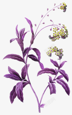 紫色叶子花朵素材