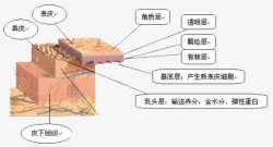 皮肤细胞素材