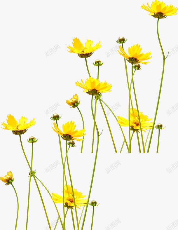 黄色郊外美景创意花朵png免抠素材_88icon https://88icon.com 创意 美景 花朵 郊外 黄色