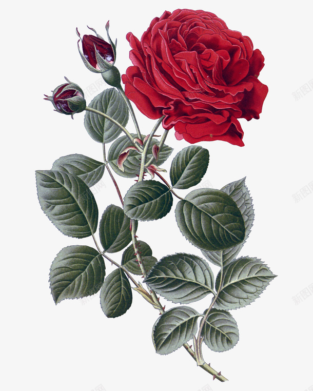月季花装饰png免抠素材_88icon https://88icon.com 月季花 植物 矢量装饰 红色的花 装饰