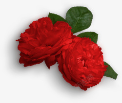 红色的玫瑰花素材