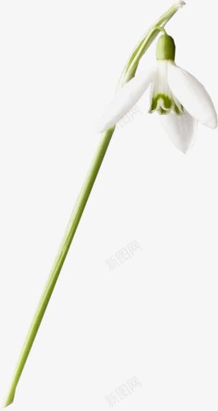 沁人心脾的白色花朵png免抠素材_88icon https://88icon.com 沁人心脾 白色 花朵