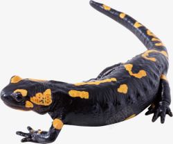 卵生动物带黄斑的黑色蜥蜴高清图片