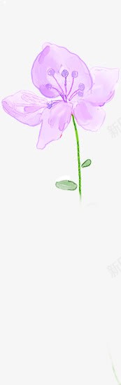 手绘紫色淡彩花卉png免抠素材_88icon https://88icon.com 图片 紫色 花卉