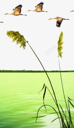 大雁南飞芦苇大河片素材