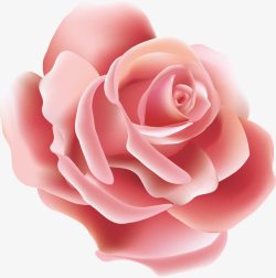 单朵玫瑰花素材