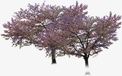 春日粉色树林花开素材