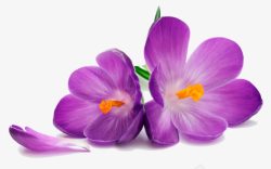 两个紫色花朵装饰素材