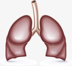 人体肺部器官元素素材