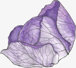 紫色的包菜素材