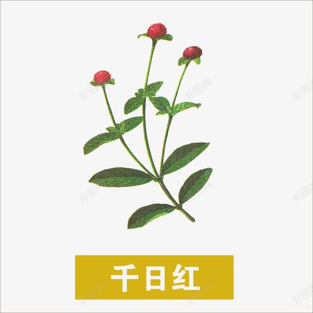 草药png免抠素材_88icon https://88icon.com 中药 千日红 药材