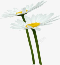 白色花朵美景植物素材