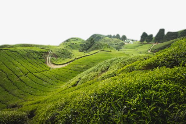 大山上的茶田png免抠素材_88icon https://88icon.com 大山 绿叶 绿色 绿茶 绿茶田 茶田