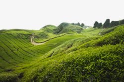 大山上的茶田素材