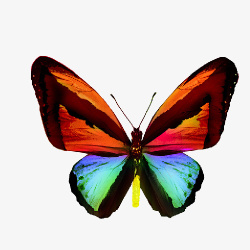 彩色翅膀的蝴蝶图案素材