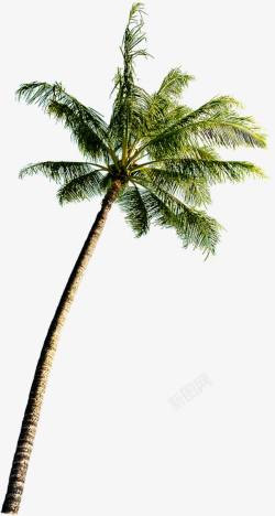 夏日海报活动促销植物椰子树素材