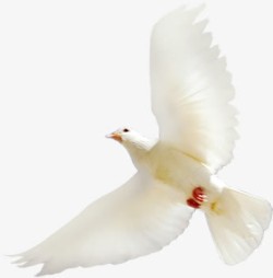 白色和平鸽效果摄影图素材