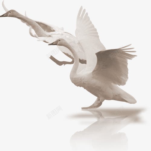 白天鹅png免抠素材_88icon https://88icon.com 白天鹅 网页设计 装饰图案 起飞