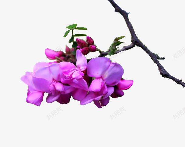紫红色清新洋槐花png免抠素材_88icon https://88icon.com 洋槐花 清新 紫色 装饰图案