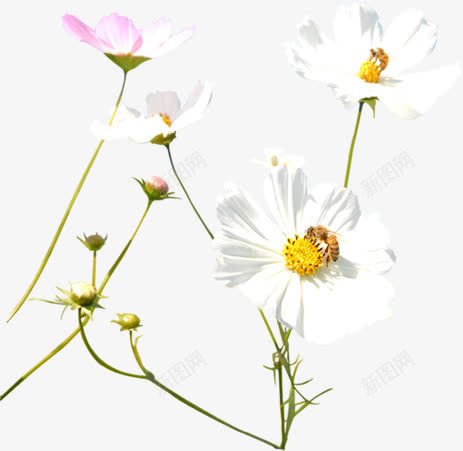白色唯美花朵植物春天png免抠素材_88icon https://88icon.com 春天 植物 白色 花朵