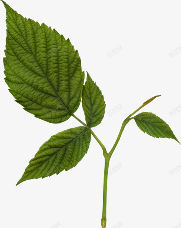 手绘花草手绘装饰png免抠素材_88icon https://88icon.com 卡通装饰图片 植物花卉素材 水彩花卉 绿植花草 花草画 装饰素材