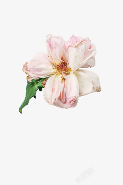 鲜花粉色清新素材