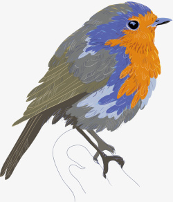 鸟手绘彩绘鸟矢量图素材