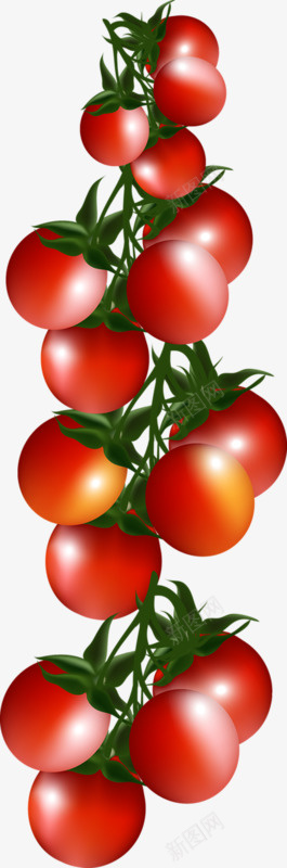 一窜小番茄png免抠素材_88icon https://88icon.com 小番茄 番茄 蔬菜 西红柿 食材