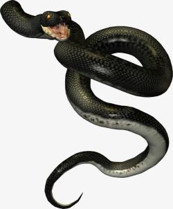 黑色毒蛇素材