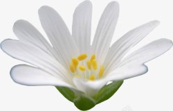 花开时节白色花朵素材