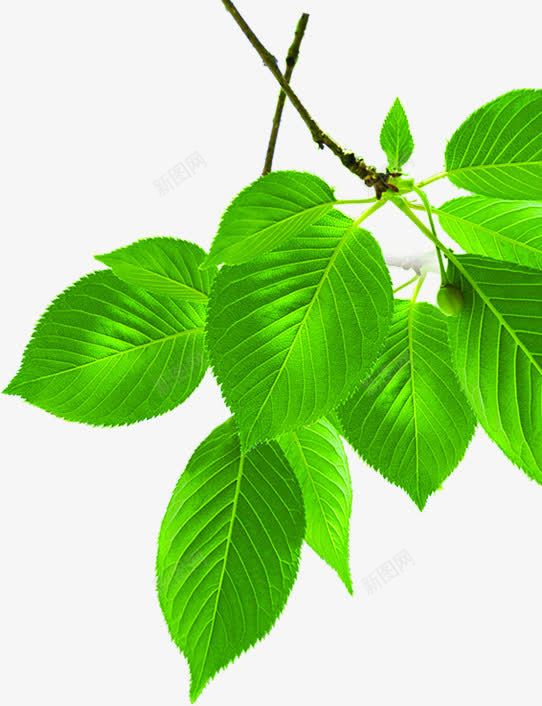 绿色树叶树枝清晰png免抠素材_88icon https://88icon.com 树叶 树枝 清晰 绿色