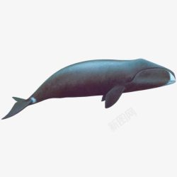 黑色鲸鱼素材