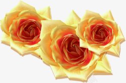 黄色的玫瑰花摄影效果素材