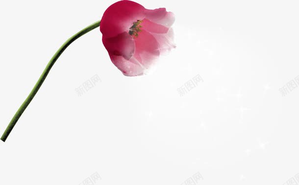 一枝花朵png免抠素材_88icon https://88icon.com 一枝花 粉色花卉 花朵 花瓣