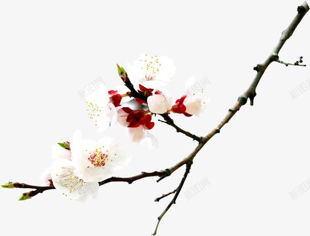 白色花朵树枝景观装饰png免抠素材_88icon https://88icon.com 景观 树枝 白色 花朵 装饰