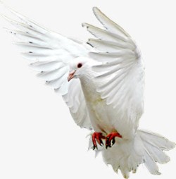 白色展翅高飞白鸽素材