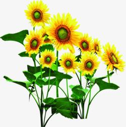 手绘黄色卡通向日葵花朵素材