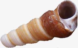 棕色长条螺旋海螺素材