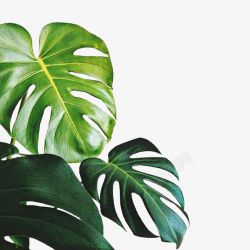 小绿植热带绿叶装饰元素绿植高清图片