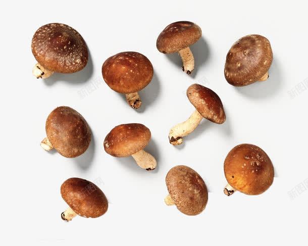 产品实物蘑菇png免抠素材_88icon https://88icon.com 褐色 食物 香菇