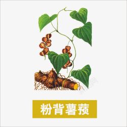 薯蓣草药高清图片