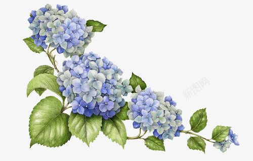 蓝色夏季花朵png免抠素材_88icon https://88icon.com 夏季 花朵 蓝色