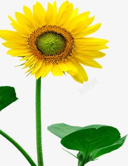 黄色春天向日葵花朵素材