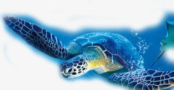 蓝色大海龟背景素材