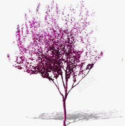 紫色花朵植物景观素材