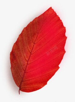 红色树叶清晰脉络素材